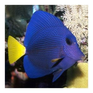 Zebrasoma Xanthurum XL