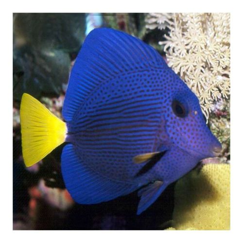 Zebrasoma Xanthurum XL