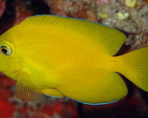 Ctenochaetus strigosus