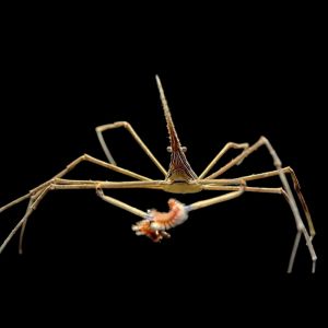 Stenorhynchus Seticornis (Arrow Crab)