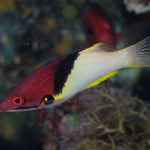Bodianus Mesothorax (S)