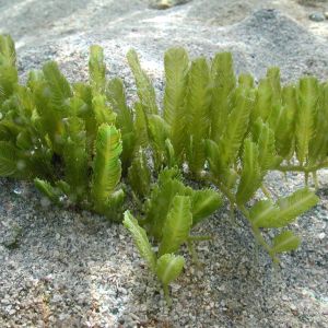 Caulerpa Sertularoides (Feather Caulerpa Seaweed) (M)