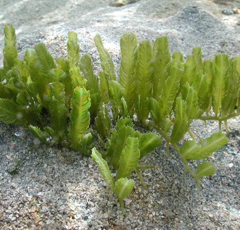 Caulerpa Sertularoides (Feather Caulerpa Seaweed) (M)