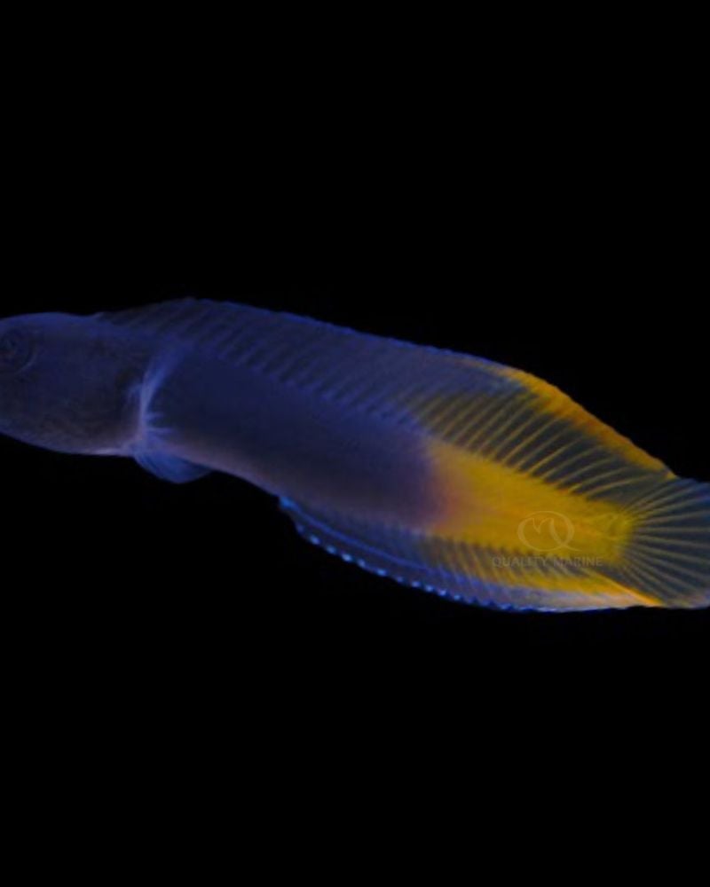 Enchelyurus Flavipes Blenny (M)