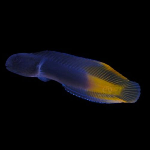 Enchelyurus Flavipes Blenny (M)