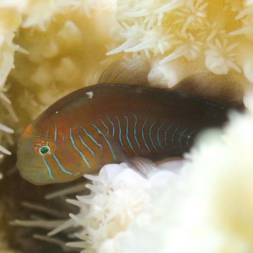 Gobiodon Rivulatus (Rippled coralgoby) (M)