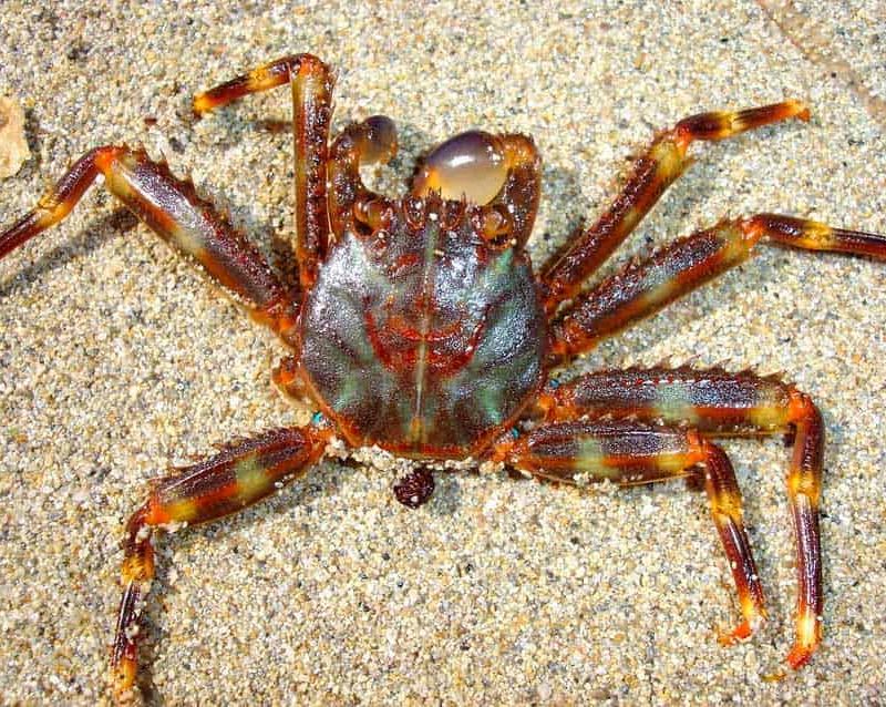 Percnon Gibbesi (Sally Lightfoot Crab) (M)