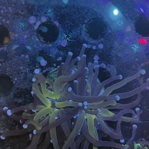 Euphyllia Torch Tiger (Yellow Brown) WYSIWYG (F3)