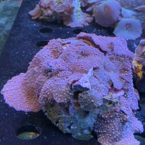 Red Mushroom Coral Frags (Per Frag)