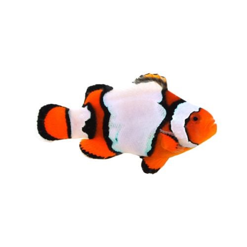 Amphiprion Ocellaris Snow Onyx