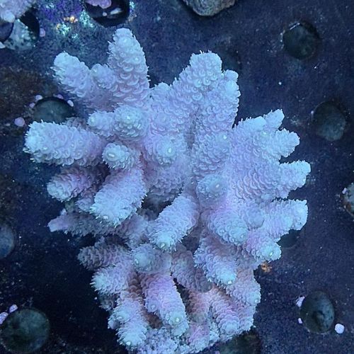 Acropora Millepora Sp. (XL)