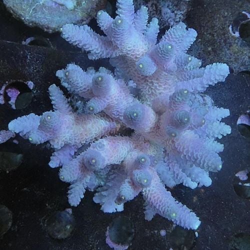 Acropora Millepora Sp. (XL)