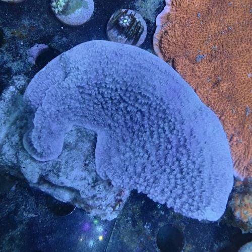 Montipora Plate Blue (L)