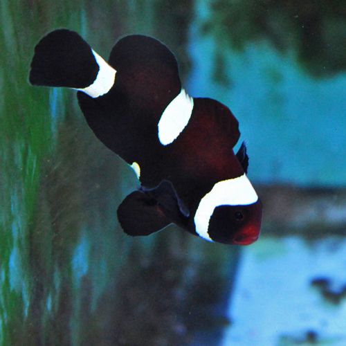 Amphiprion Ocellaris (Darwin)