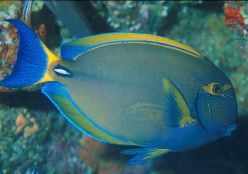 Acanthurus Dussumieri (Eyestripe Surgeonfish)