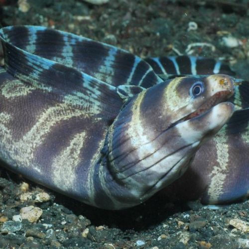 Echidna Polyzona (S)