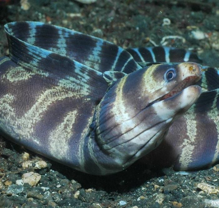 Echidna Polyzona (S)