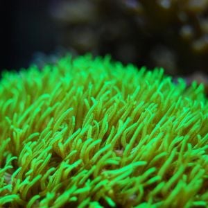Green Star Polyps (Gsp) -Cut to order