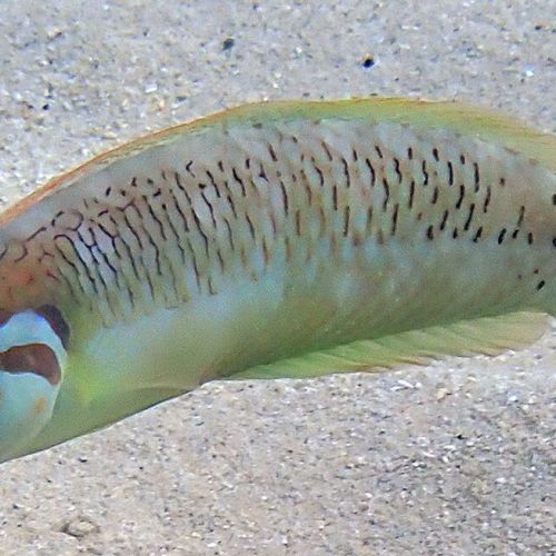 Novaculoides Macrolepidotus, Seagrass Wrasse (M)