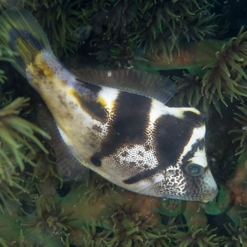 Paraluteres Prionurus, False Puffer (M)