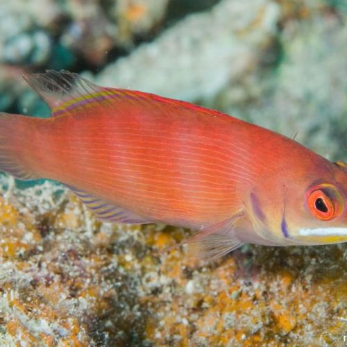 Pseudocheilinus Evanidus, Striated Wrasse (M)