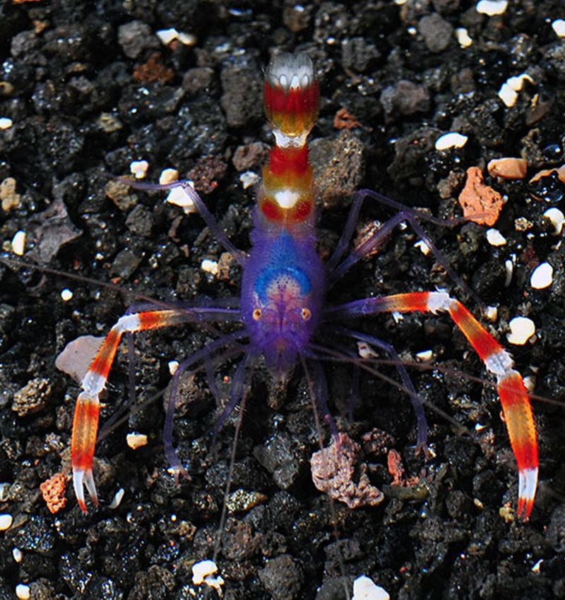 Stenopus Tenuirostris (Blue Bodied Boxer Shrimp)