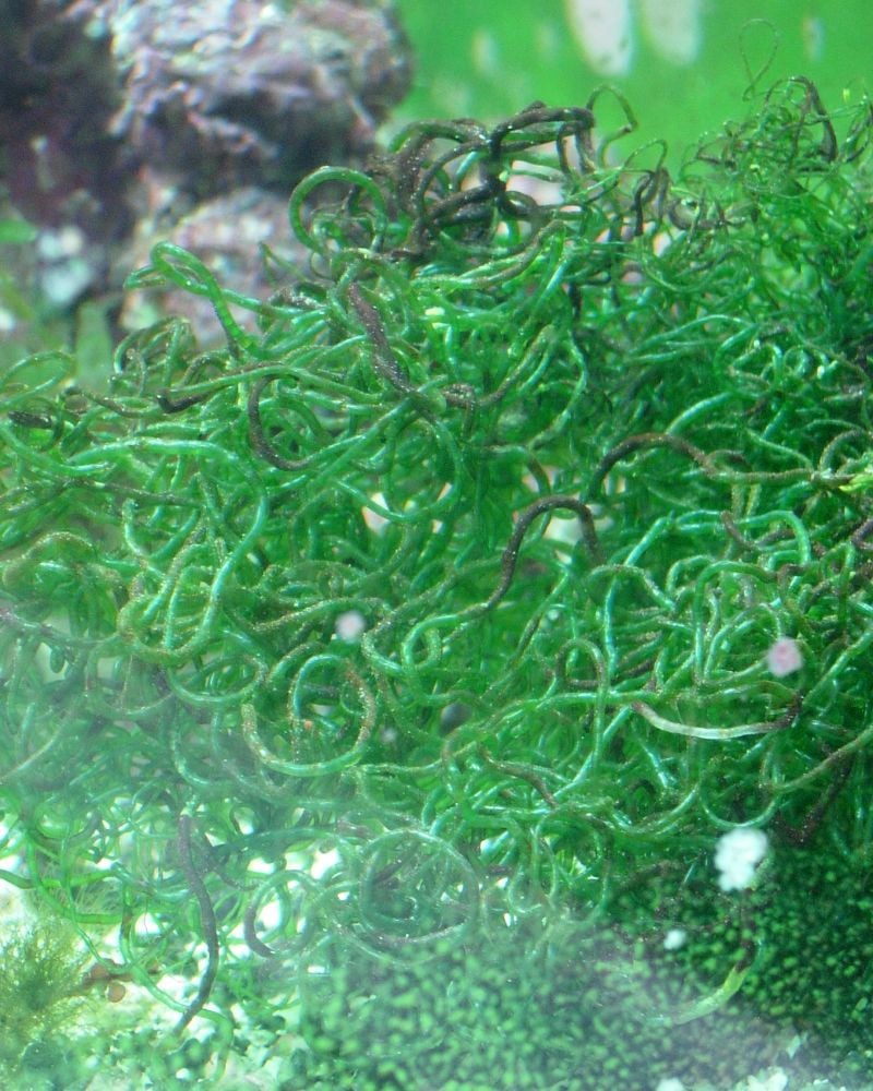 Chaetomorpha (Price per Small Portion)