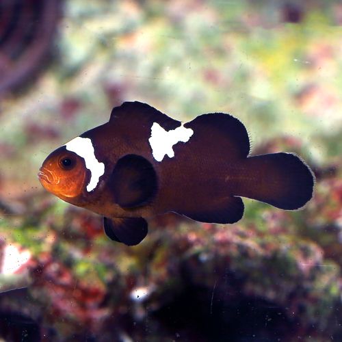 Amphiprion Ocellaris (Midnight Lightning)