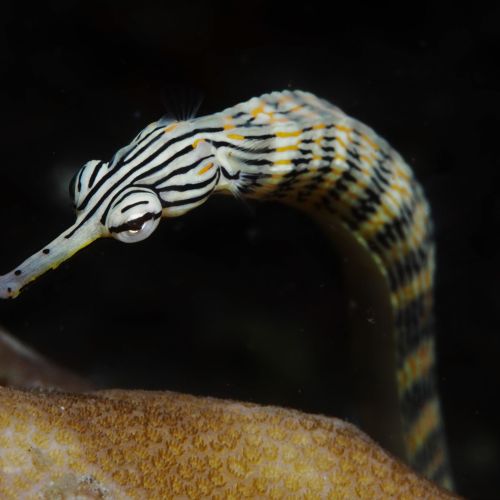 Corythoichthys Haematopterus (M)