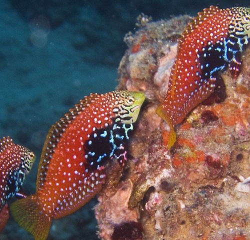 Macropharyngodon Bipartitus (M)