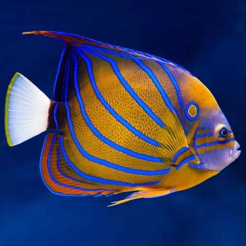 Pomacanthus Annularis  Adult