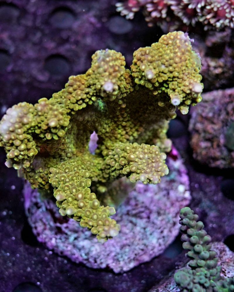 ACROPORA GREEN PINK TIPS (L)