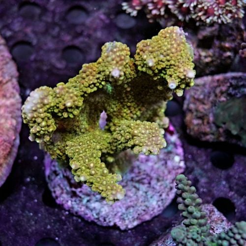 ACROPORA GREEN PINK TIPS (L)