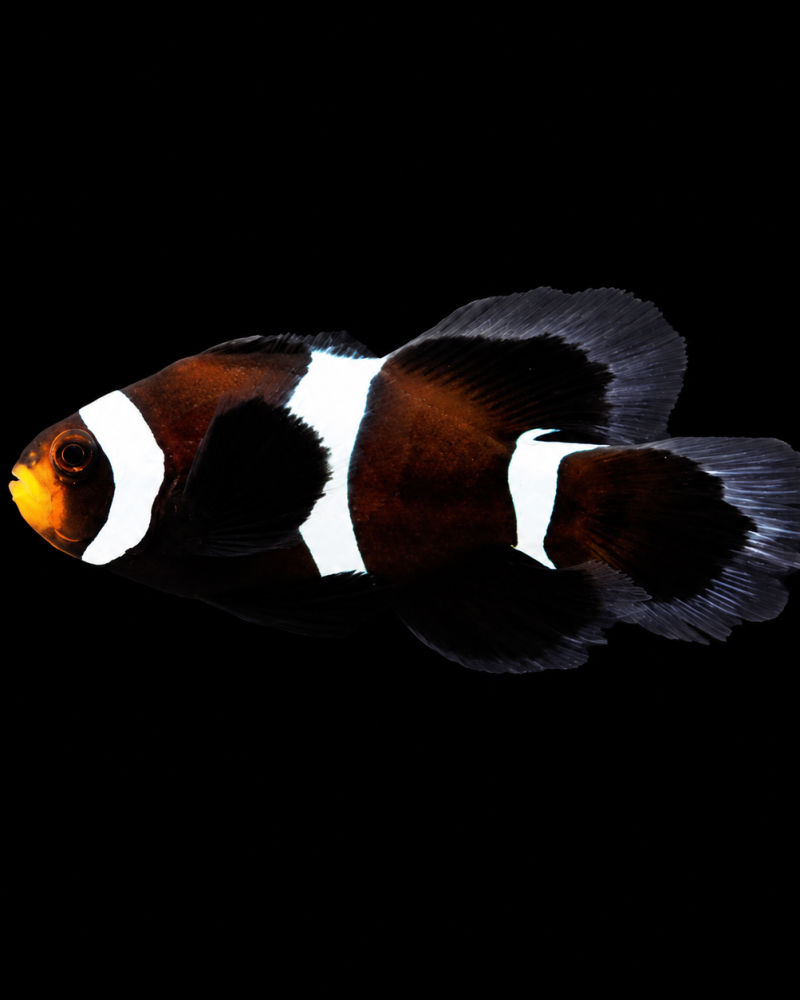 Amphiprion Ocellaris (Longfin Darwin)