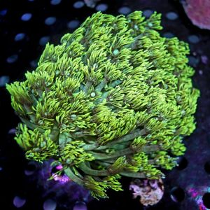 GONIOPORA ULTRA GREEN YELLOWISH (XL)