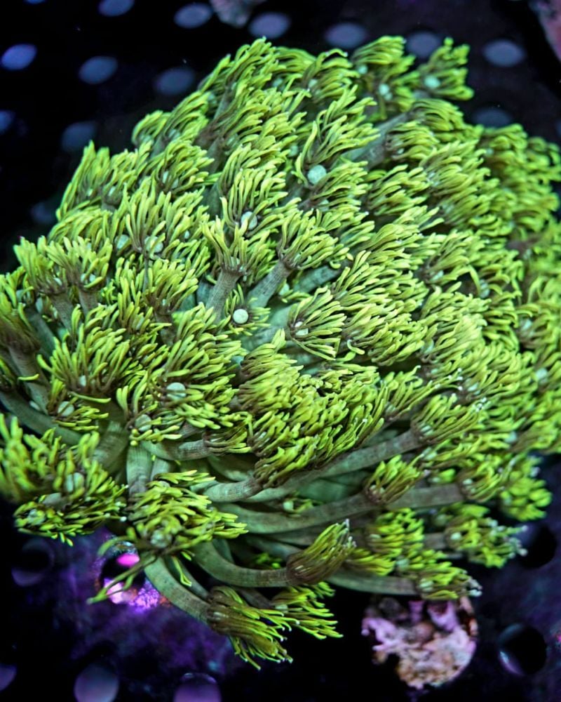 GONIOPORA ULTRA GREEN YELLOWISH (XL)