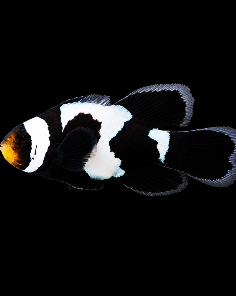 Amphiprion Ocellaris (Longfin Black Snowflake)