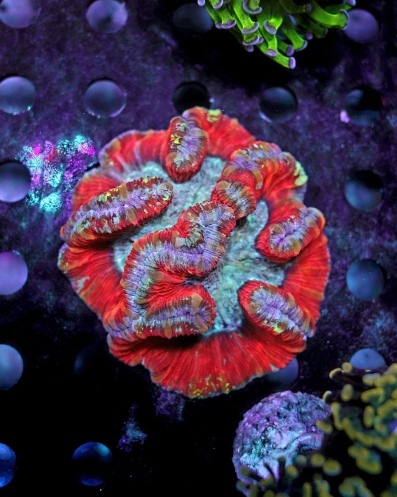 WELLSOPHYLLIA ULTRA RED (L)