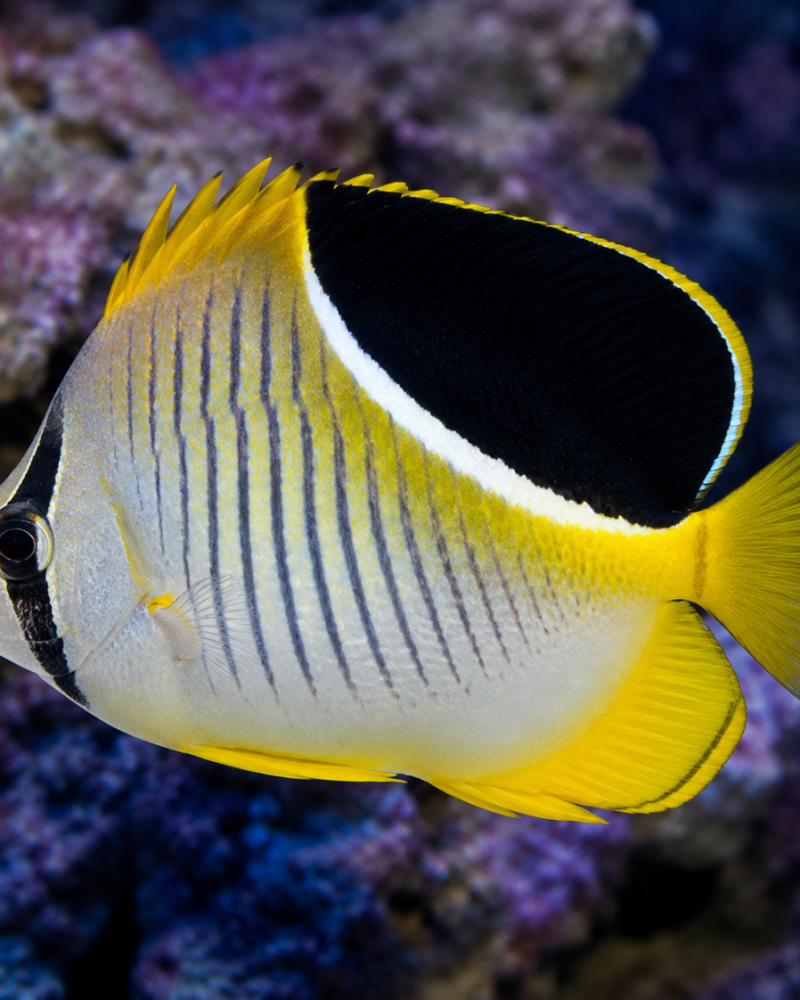 Chaetodon falcula – Saddleback Butterflyfish (Indian Ocean Butterflyfish)