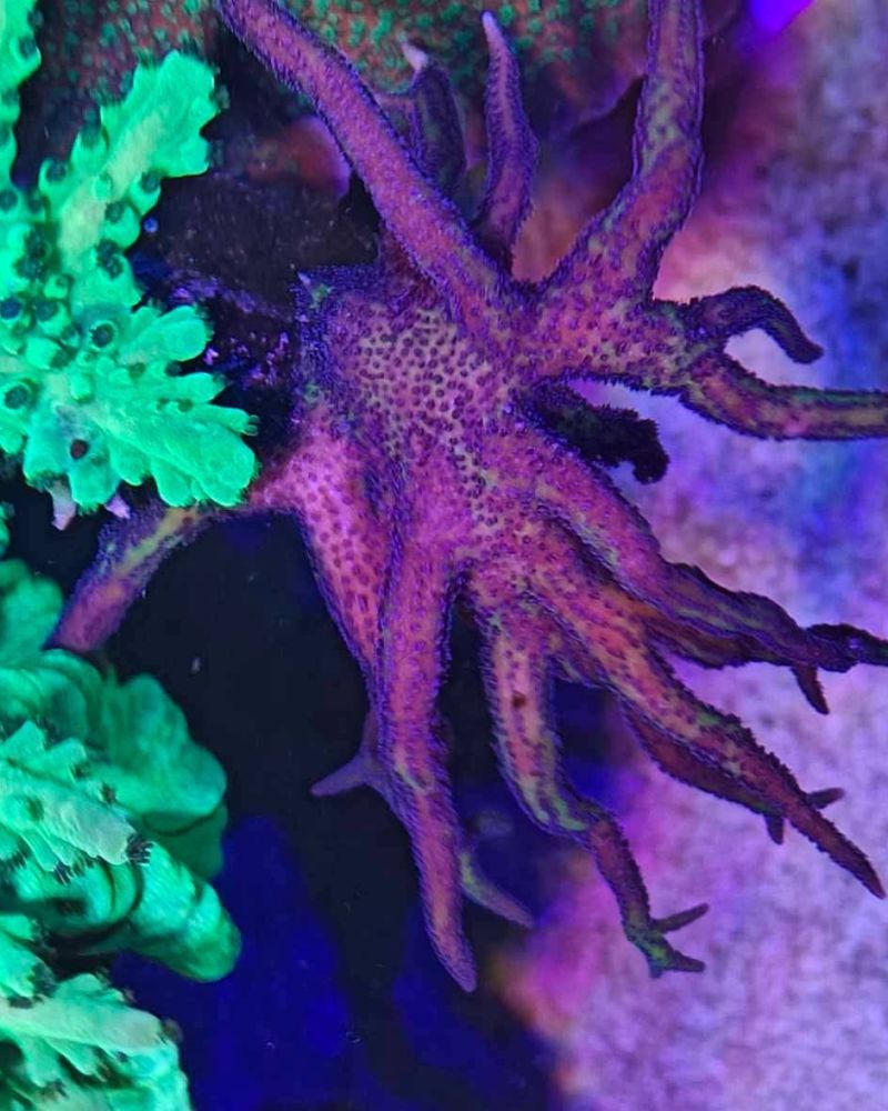 Serriatopora Guttatus (Birds Of Paradise) (Frag)