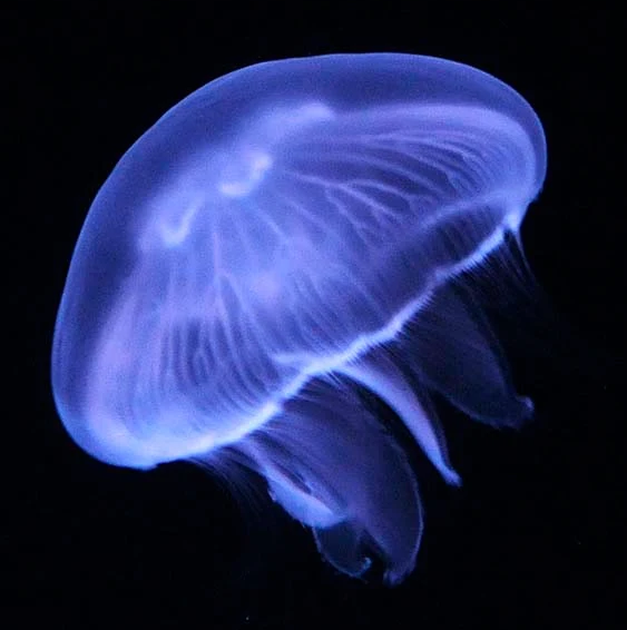 Aurelia Aurita (Moon Jellyfish)