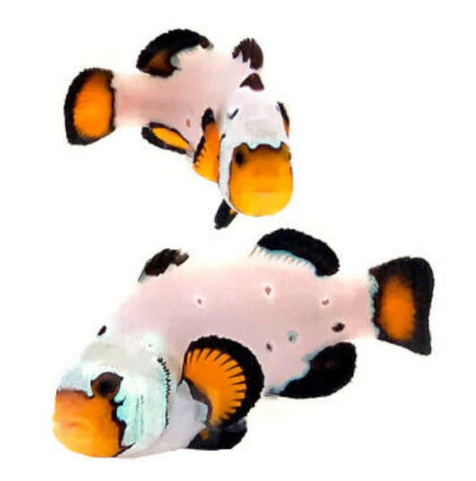 Amphiprion Ocellaris Frostbite