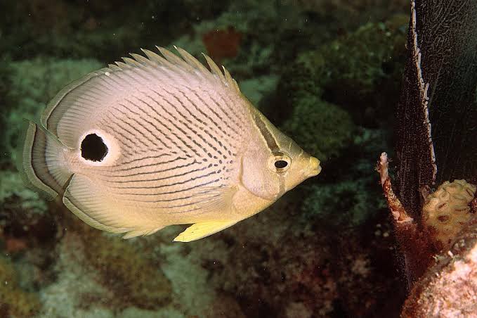 Chaetodon Capistratus (M)