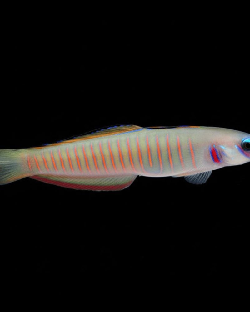 Zebra Goby – Ptereleotris zebra