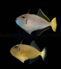 Xanthichthys Auromarginatus Pair (M)